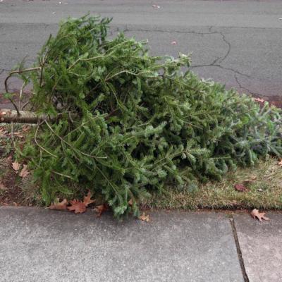 Christmas-tree-pickup