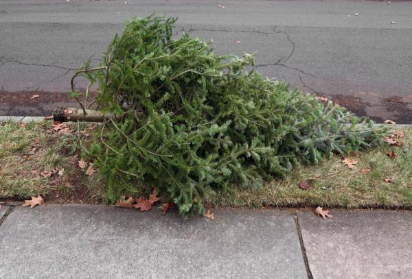 Christmas-tree-pickup