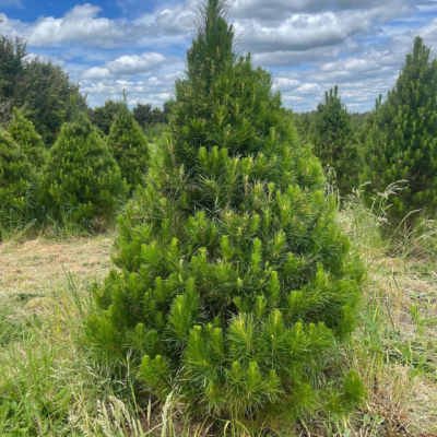 Geelong Christmas tree for sale