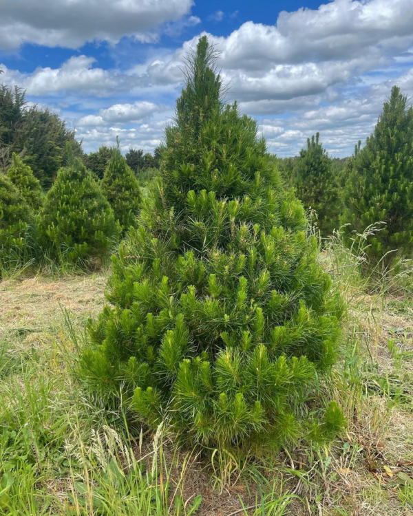 Geelong Christmas tree for sale