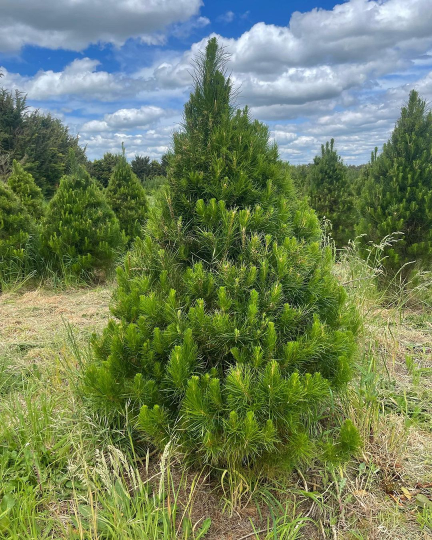 Medium Fresh Christmas Tree Christmas Trees Geelong