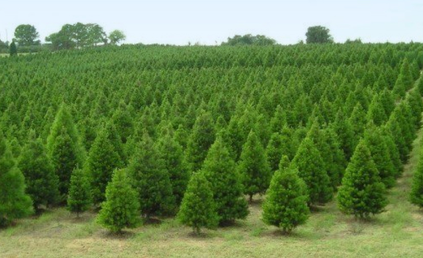 Christmas tree farm in Geelong