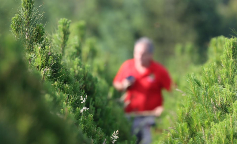 Christmas Trees Geelong staff member