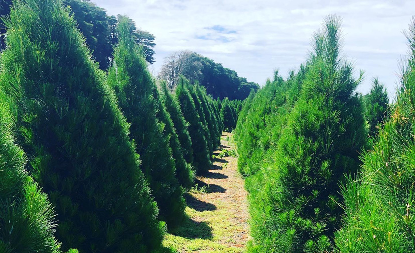 Christmas tree farm in Geelong