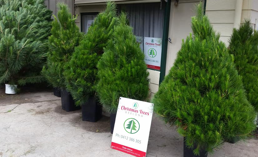 Christmas Trees for sale, Geelong