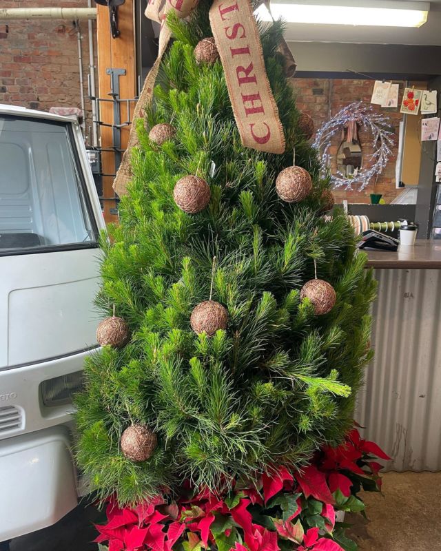 Contact Us Christmas Trees Geelong