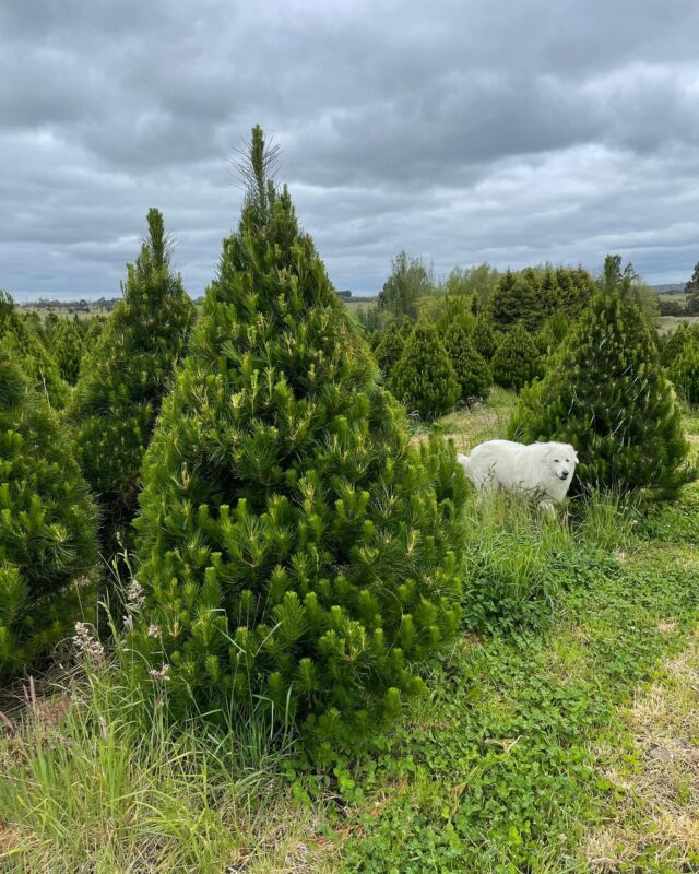 Contact Us Christmas Trees Geelong