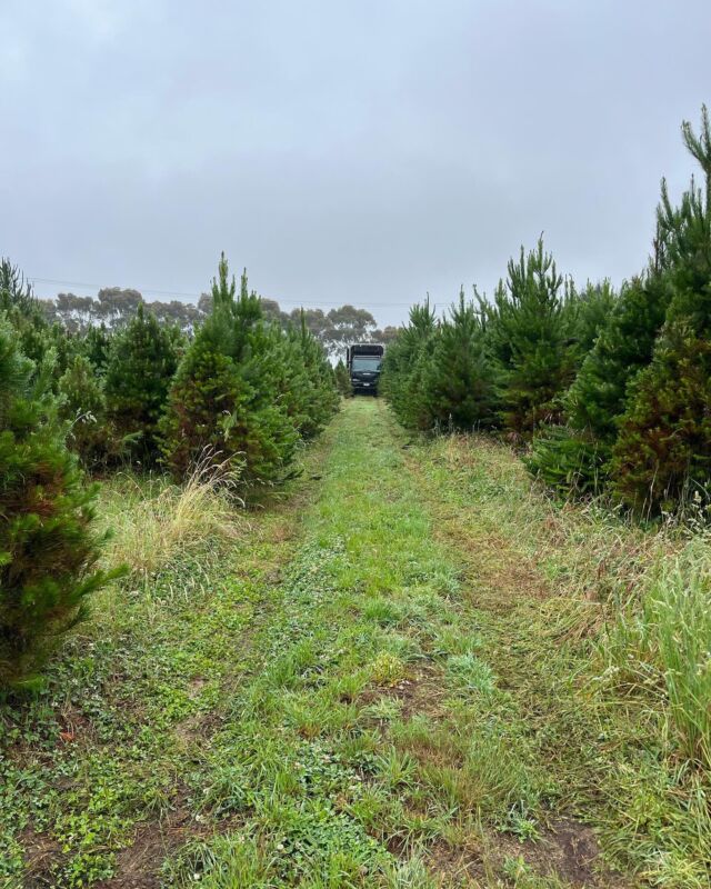 Contact Us Christmas Trees Geelong